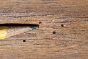 3 Pests That Can Damage Hardwood Flooring, Hole In Hardwood Floor
