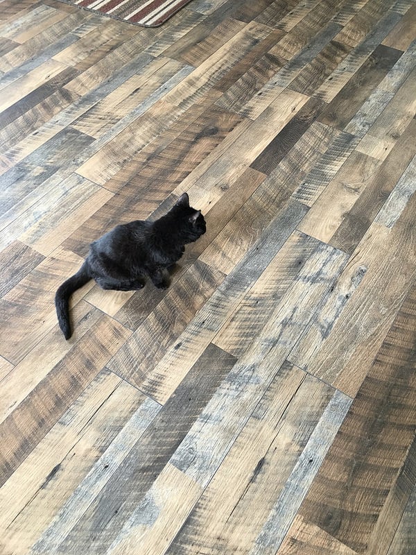 cat on a hardwood floor